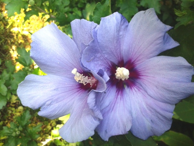 Lavender Blue Rose of Sharon