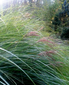 Ornamental Grass